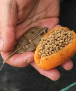 Drennan In Line Flat Method Feeder With Mould Terminal Tackle 19 Drennan In Line Flat Method Feeder With Mould Terminal Tackle -Drennan Online Store method feeder stepb